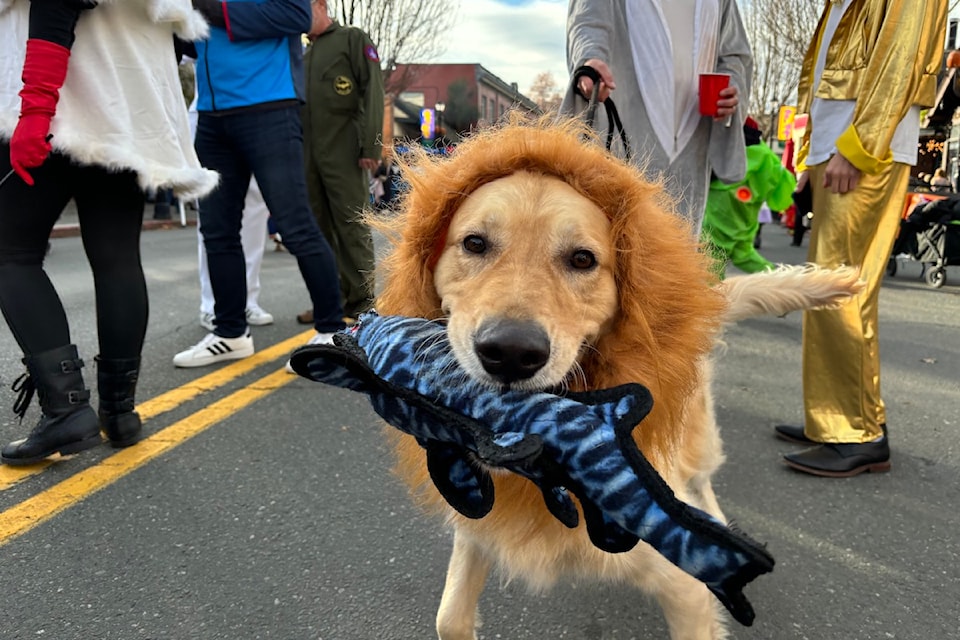 A want-to-be lion posing with its favourite toy.