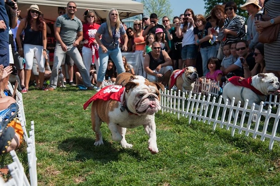 Day of the Dog will offer everything from superhero-themed photo booths to corgi races, along with an 80-foot pool and canine cabanas.