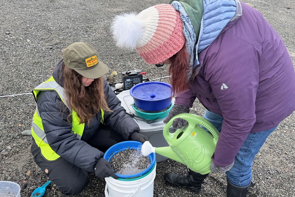 Chloe Kramer and Susan Hensen collect samples near Spoon Bay in Oak Bay as part of the citizen-science Peninsula Streams and Shorelines project to find forage fish eggs on Salish Sea shores.