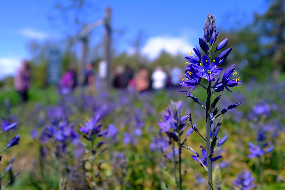 Camas are native North American plants, known for their edible bulbs and striking purplish-blue flowers. 