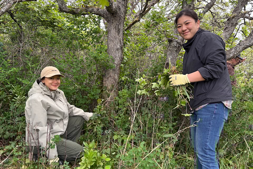 Volunteers remove invasive plants from Uplands Park.