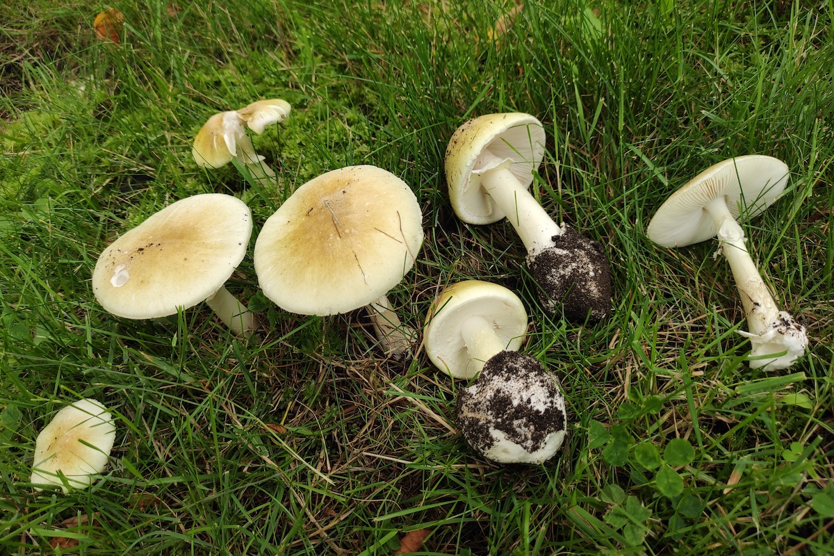 Warning issued after death cap mushrooms pop up in Oak Bay