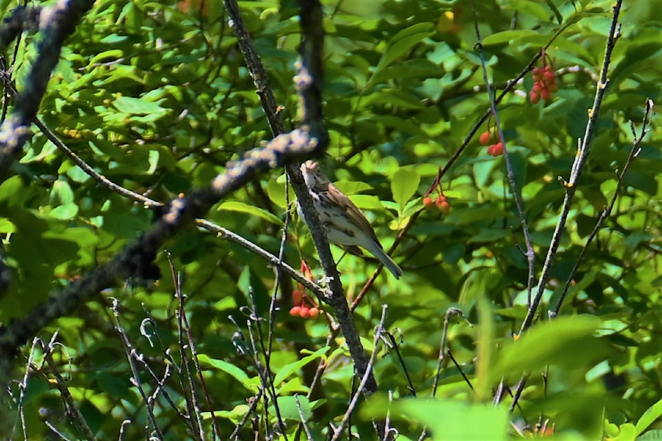 birdingjune2024
