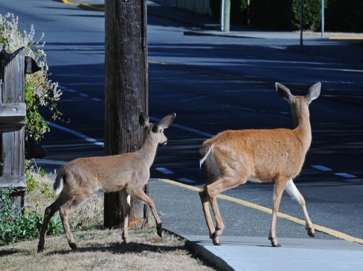 Deer Look Before Crossing Road