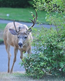 Deer in Oak Bay