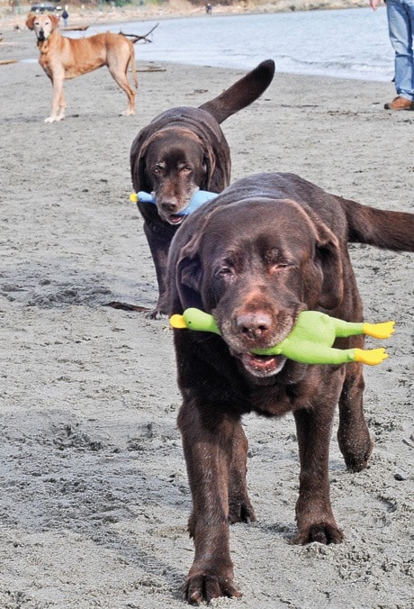 Dogs on Willows Beach-Rubber Ducky dogs