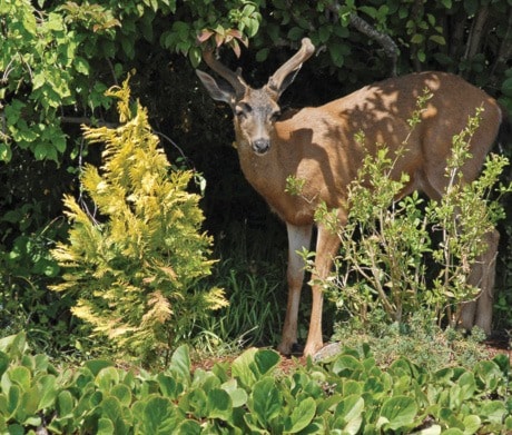 Deer Eating Garden SA