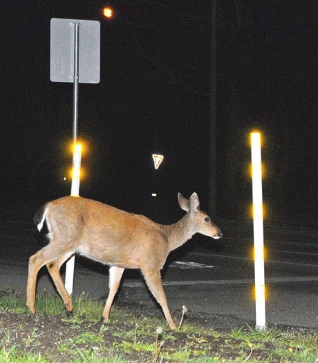 03:45 Deer Crossing dd