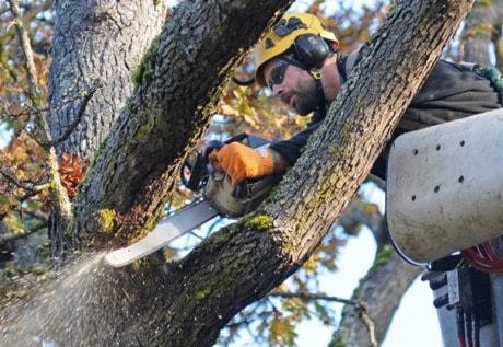 Windsor Road Tree Cull 1