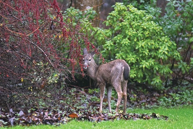 Wet Deer SA