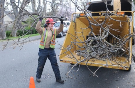 Oak Bay Arborists 1