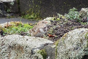 Below is a photo of the rare Harris’s Sparrow (Photo: Geoffrey Newell)