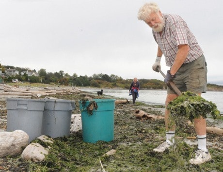 Seaweed collecting SA