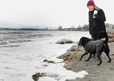 Beach Dog