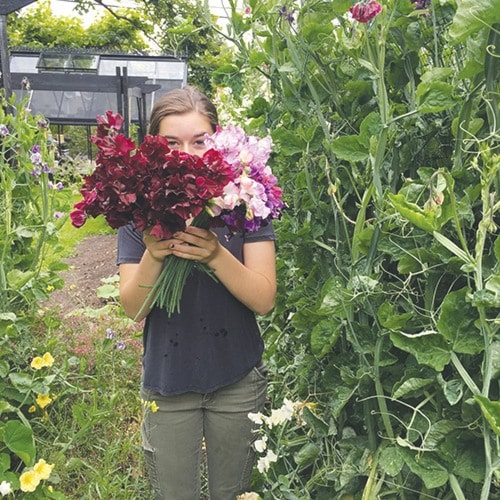 49287oakbayGardencolumn-SweetPeas