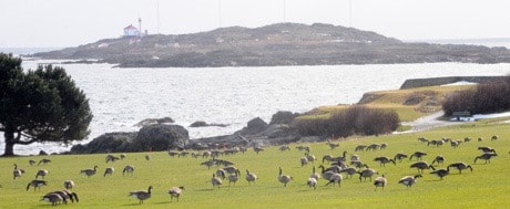 Geese on Victoria Golf Course