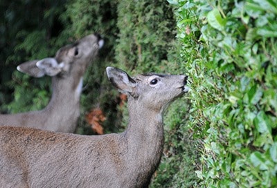 Oak Bay Deer 2
