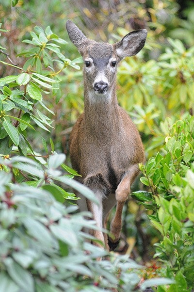 Deer in Rockland