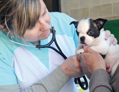 Street Vet Clinic 1