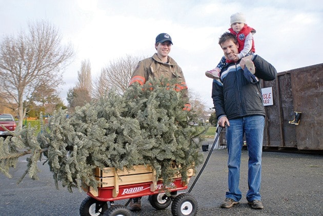Christmas tree recycling SA