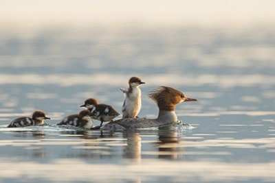 83942oakbaySPCAWildlifephotocontest-ColinFranks_CommonMergansers-resize