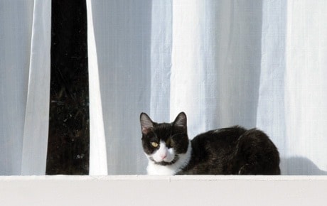 Cat in Window SA