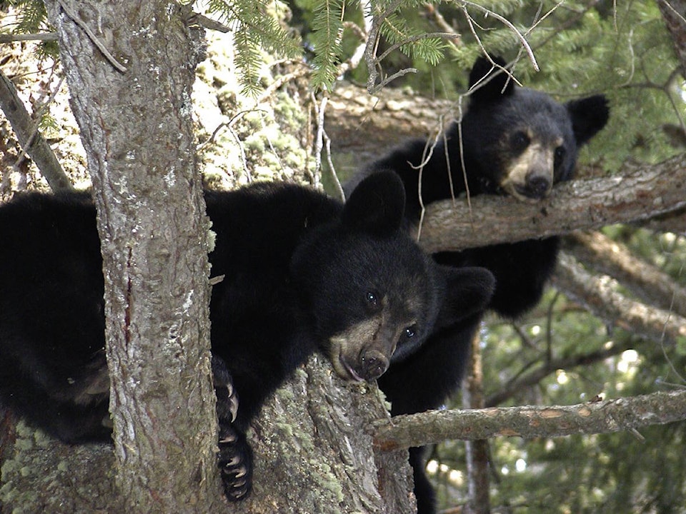 web1_bear-cubs-50137