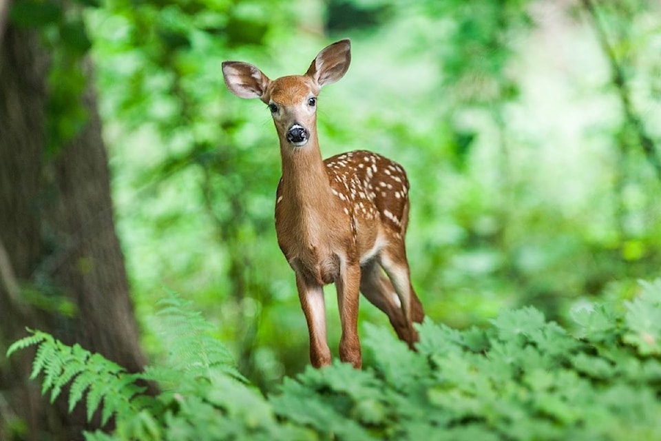 8154721_web1_deer