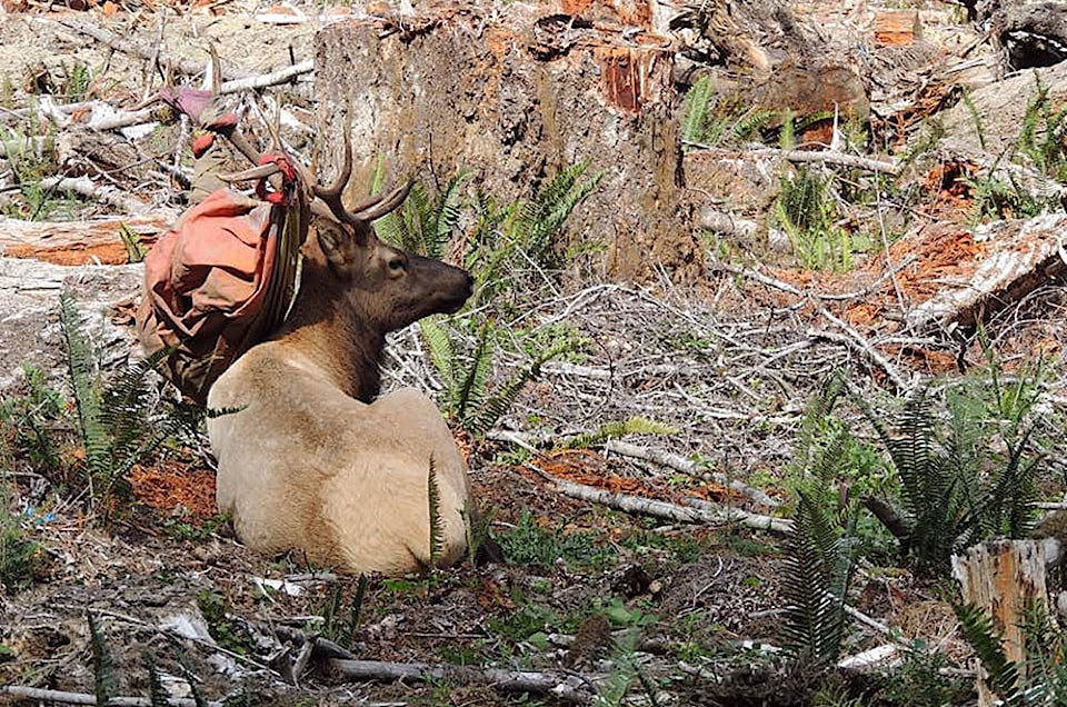 8618209_web1_170922-LCO-bull-elk-back-with-new-headgear_1