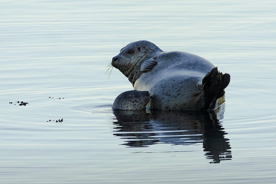 10566695_web1_20160818-180905-Oak-Bay-Seals-24x16x72