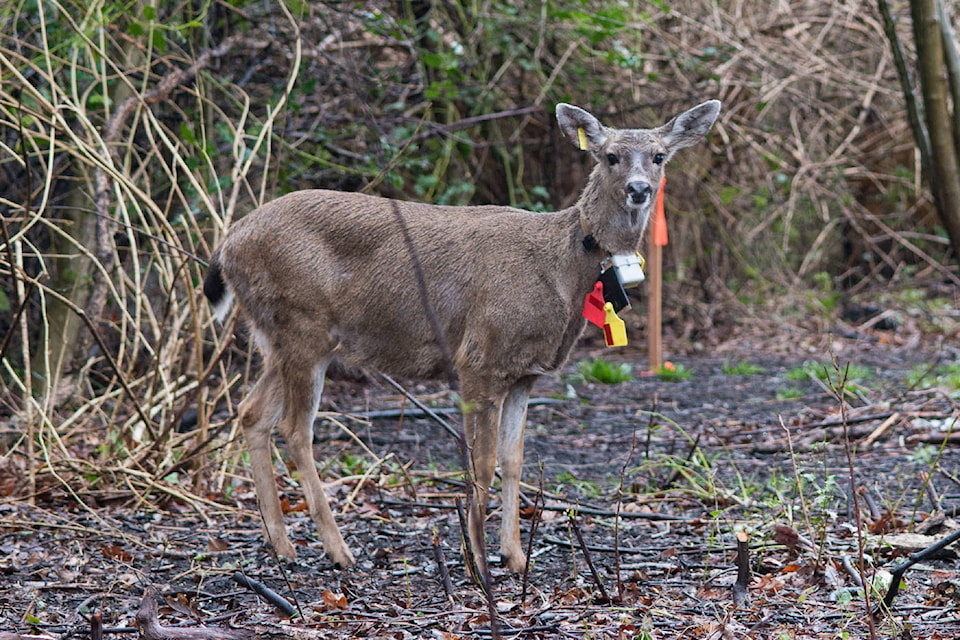 10867506_web1_180307-OBN-Deer-1