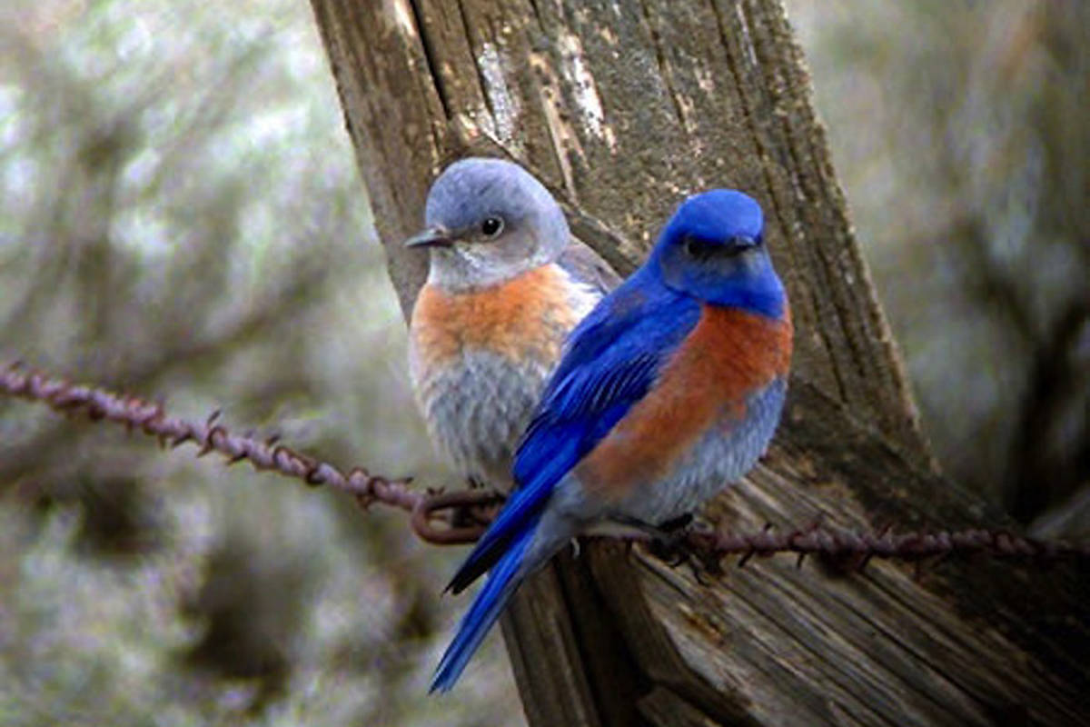12082812_web1_180601-SSNE-bluebirds