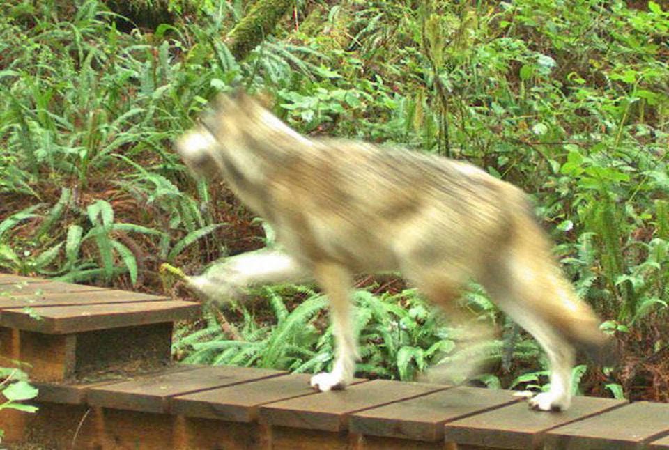 15399803_web1_190206-UWN-Wolf-spotted-Tofino_1