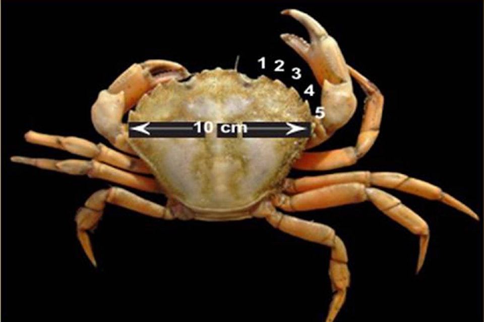 15661685_web1_190221-VNE-Crabinvasion_2