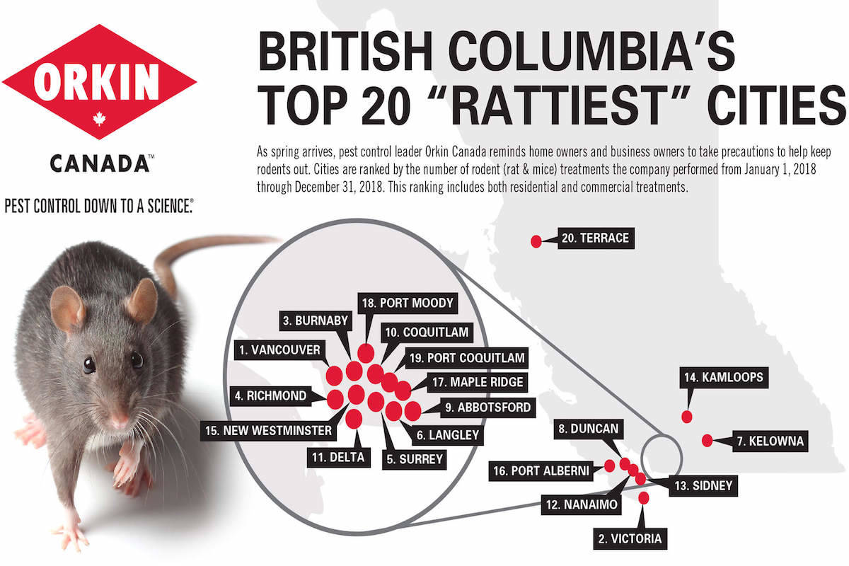 Victoria hits top three in B.C.'s rattiest cities - Oak Bay News