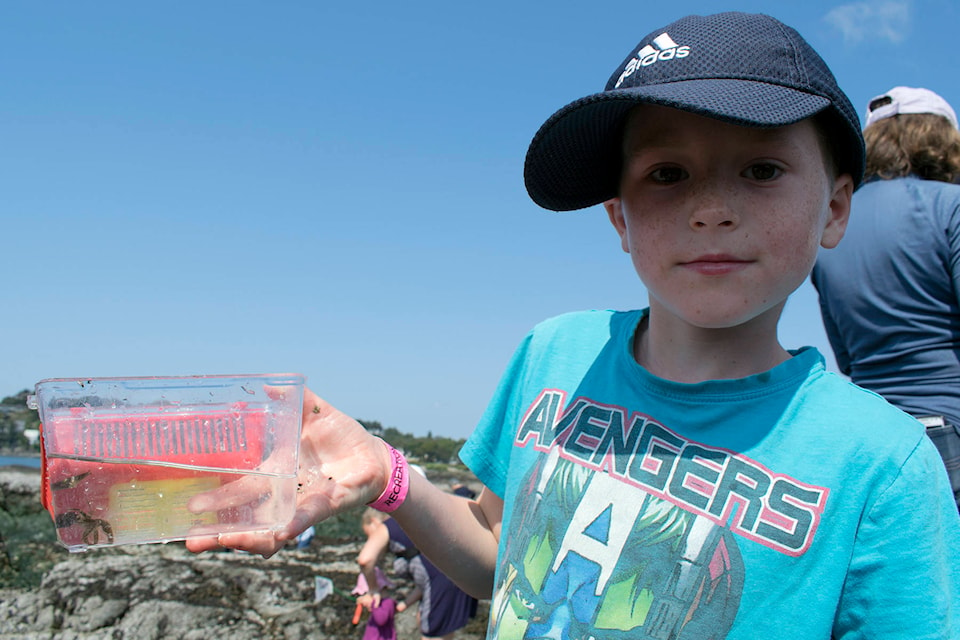Connor Laing, 6, holds up one of the creatures he found in the waters at Kitty Islet in Oak Bay on Saturday for the Friends of Uplands Park’s Tide Pool School. (Kevin Menz/News Staff)