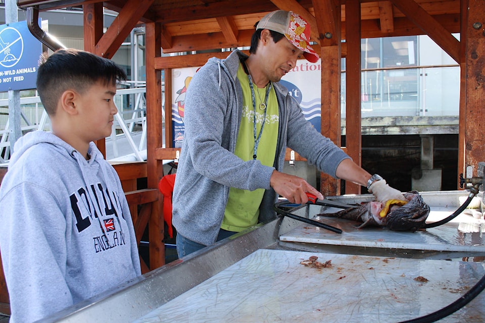 Connor Remedios, 12, watches Steve Tso clean an eight-pound Cabazon in Oak Bay Marina that they caught Thursday morning. Cabazon’s are a bottom feeder that have lobster-like meat. (Travis Paterson/News Staff)