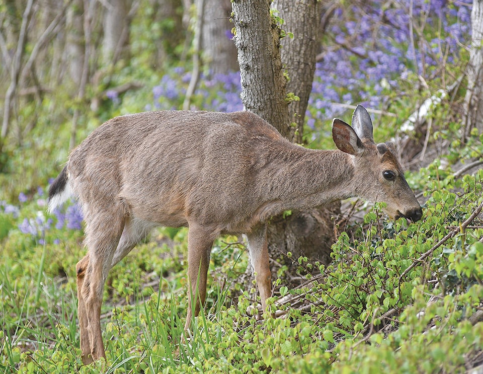 18421708_web1_Deer-Among-The-Flowers-SA-2-WEB