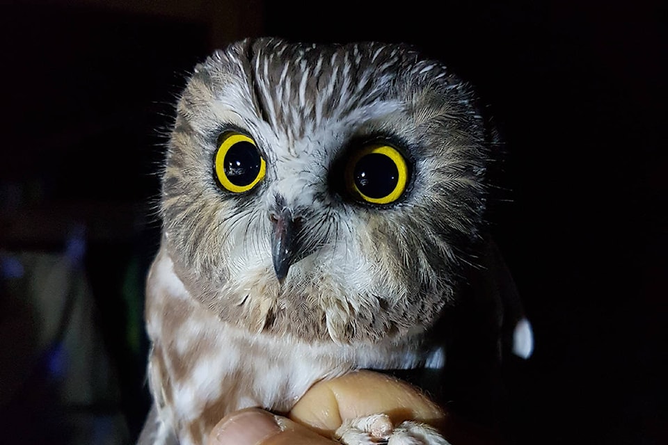 18460278_web1_Northern-Saw-whet-Owl