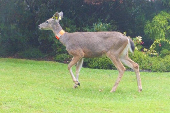 18677918_web1_Impress-UWSS-IC-tagged-deer