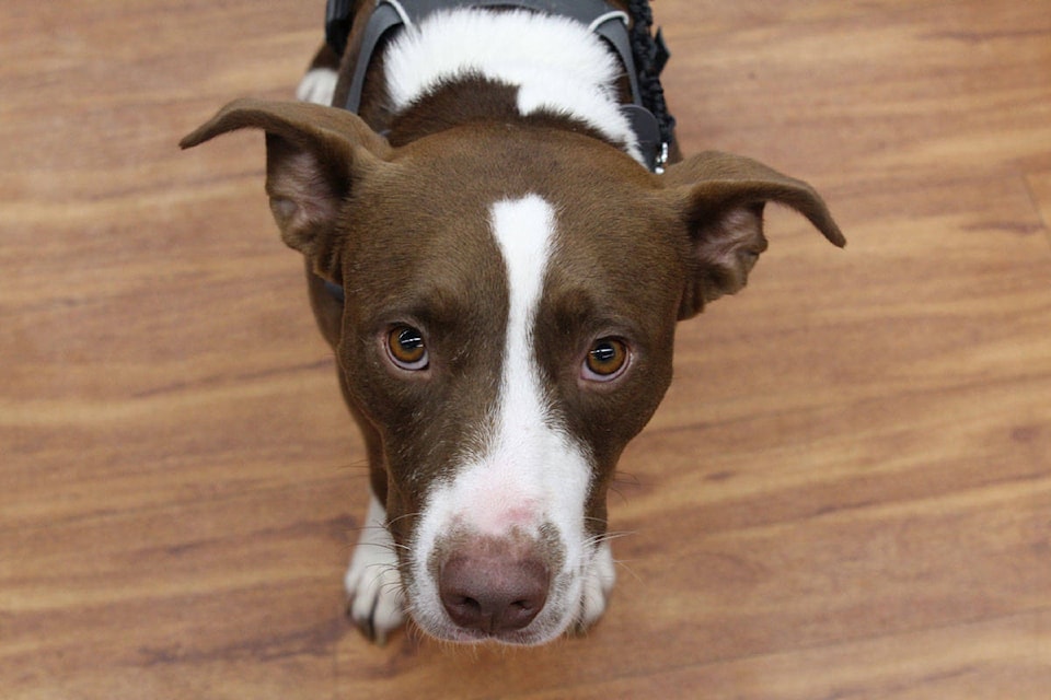 Bosley’s in Victoria is hosting a three-day adoption event with Flirting with Fido. (Devon Bidal/News Staff)