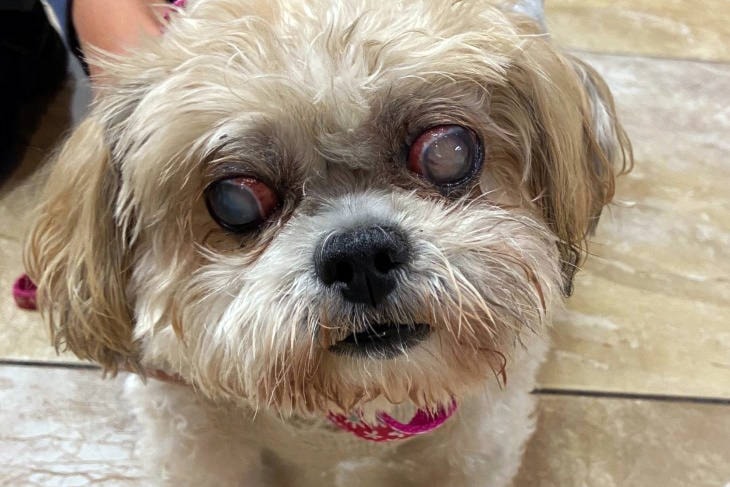 Shih tzu online losing teeth