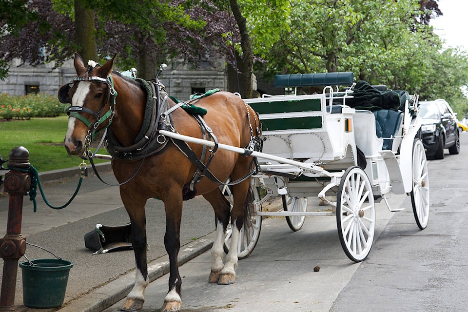 20821391_web1_200305-VNE-HorseCarriage-Update-1_1