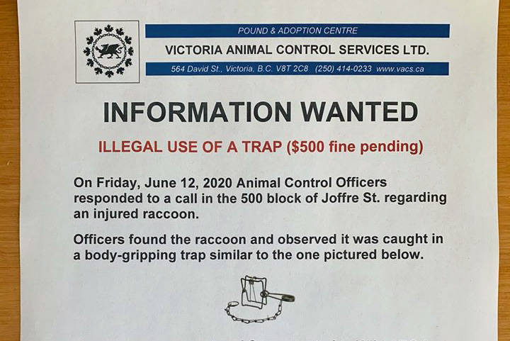 Victoria pound shop and adoption
