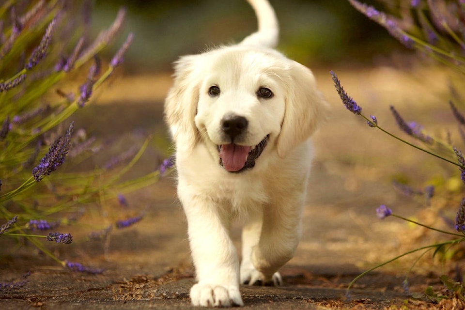 22151868_web1_190617-SNM-M-1500925839-golden-retriever-puppy