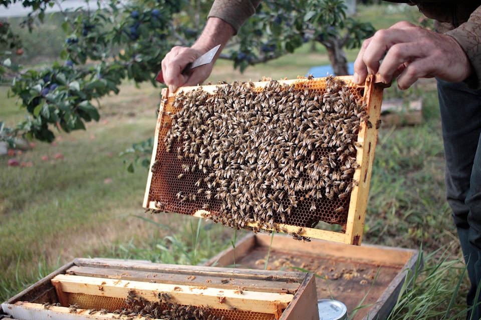 Beekeeper Iain Glass inspects a hive at a Black Creek bee yard. Photo by Marc Kitteringham, Campbell River Mirror