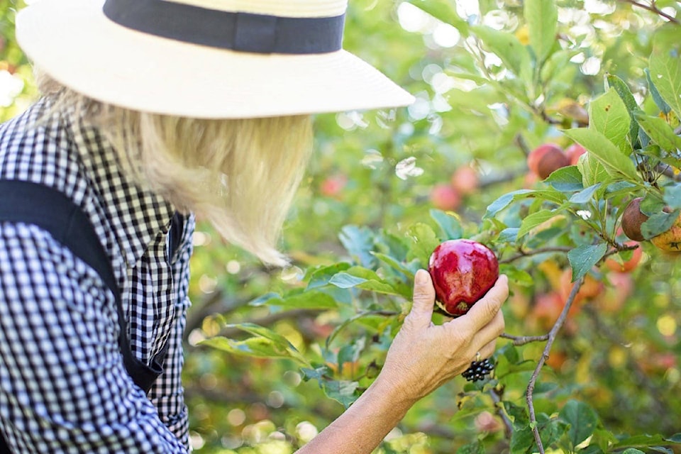 22566001_web1_200903-SNM-Fruit-Gleaning-PICKER_1