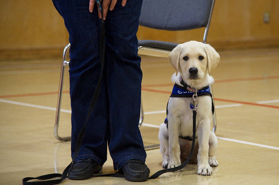 22873322_web1_200430-SNM-Guide-Dogs-PHOTO_1