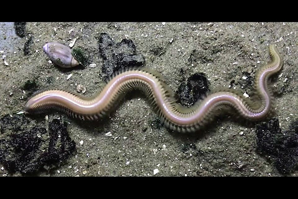In the Facebook group, Field Naturalists of Vancouver Island, a special sighting was recently shared of some swimming polychaetes in the waters of East Sooke. Louise Page, who teaches invertebrate biology and marine biology at the University of Victoria, identified the giant swimming worms to likely be Nereis brandti, also known as “the giant piling worm.” They typically live buried in the sand during the year, but when triggered by a lunar cue, will swim up in the water column to mate. (Photo courtesy of Louise Page)