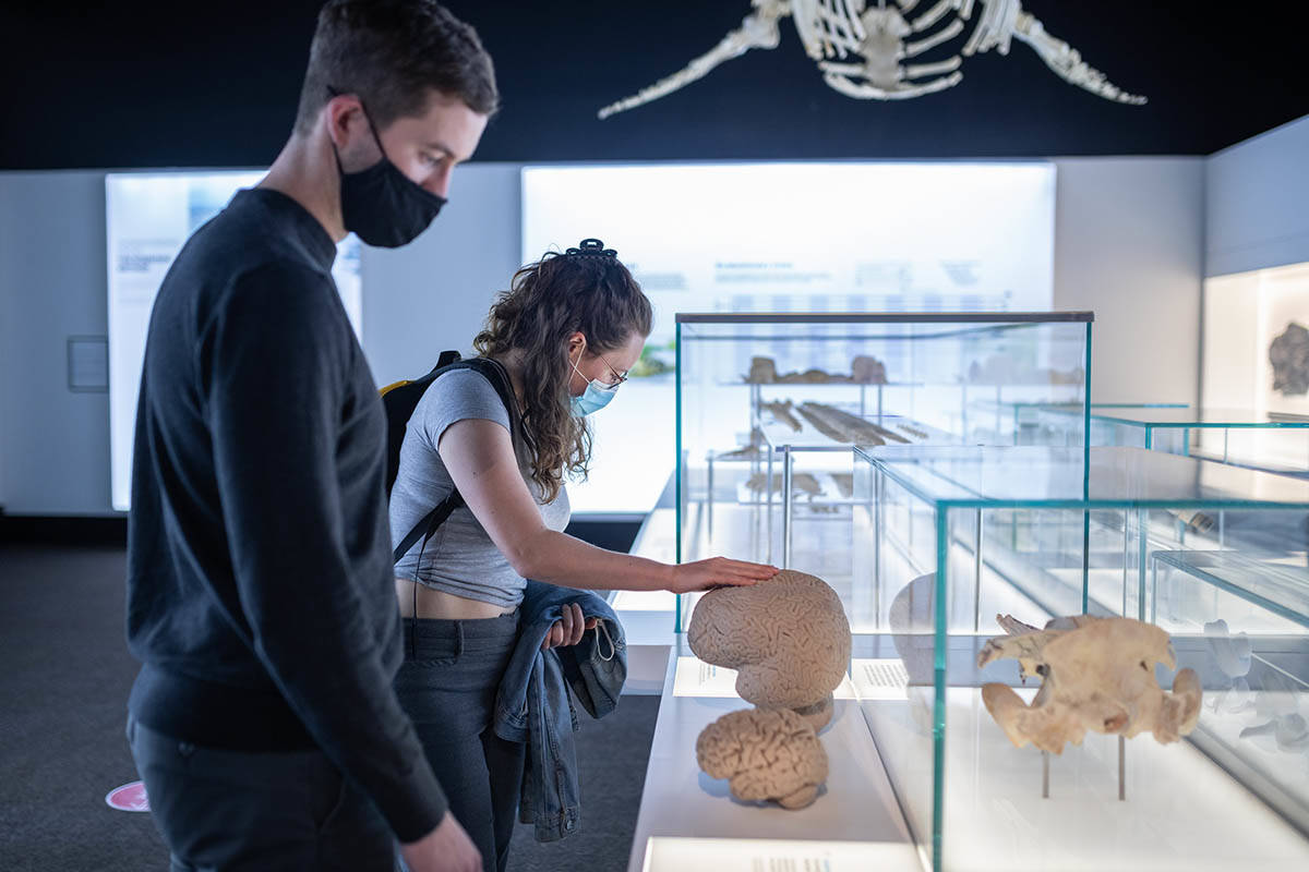 Visitors explore the biology section of the new Royal BC Museum orca exhibit. (Photo: Shane Lighter/Royal BC Museum)